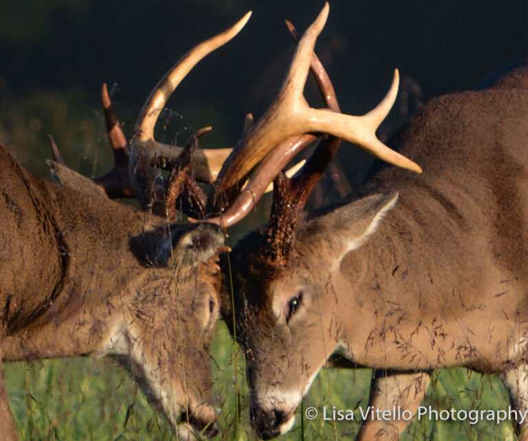 Read more about the article Cades Cove July 2019